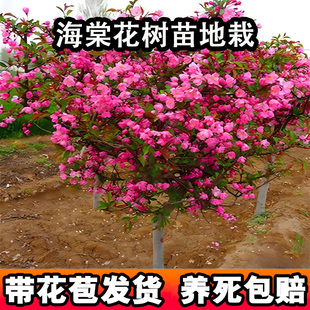 海棠树苗庭院地栽十大名贵树西府海棠花适合家门口种的花门前大树