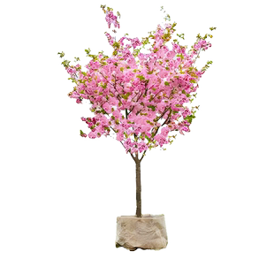 樱花树苗庭院大树盆栽名贵大门风景树植物门前院子里适合种的花