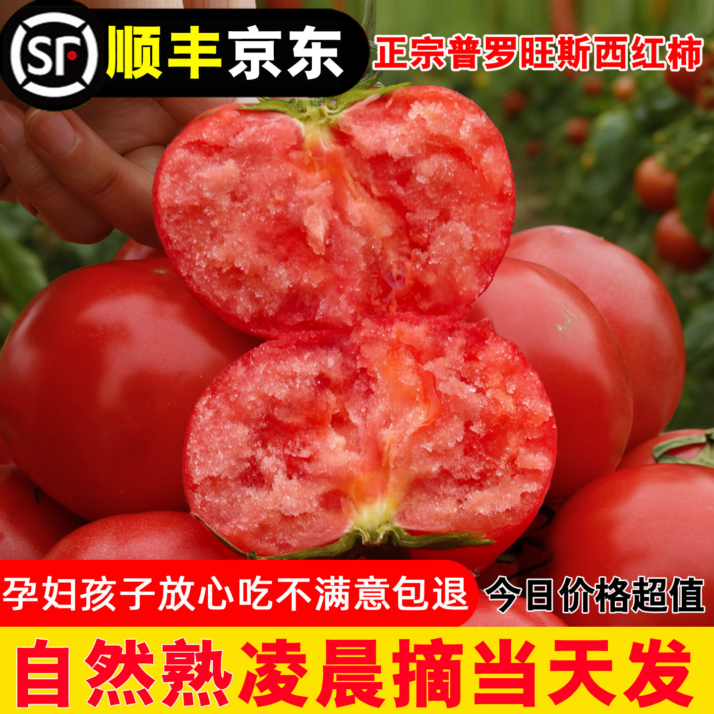 陕西泾阳正宗普罗旺斯西红柿孕妇新鲜水果当季沙瓤现摘番茄蔬菜