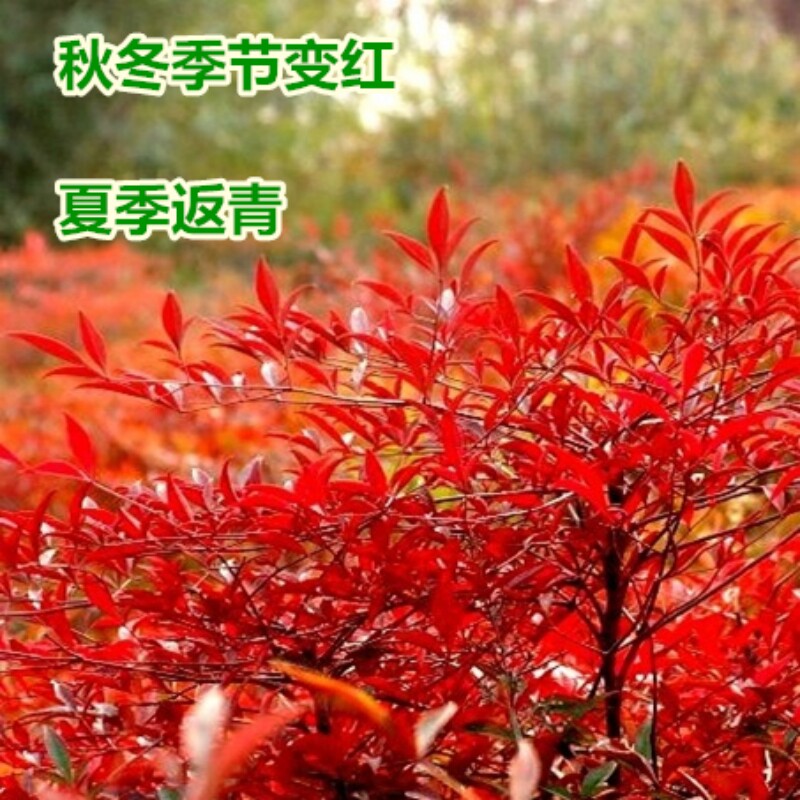 红天竹苗南天竹树苗盆栽南北方种植耐寒植物庭院花卉植物天竺苗木