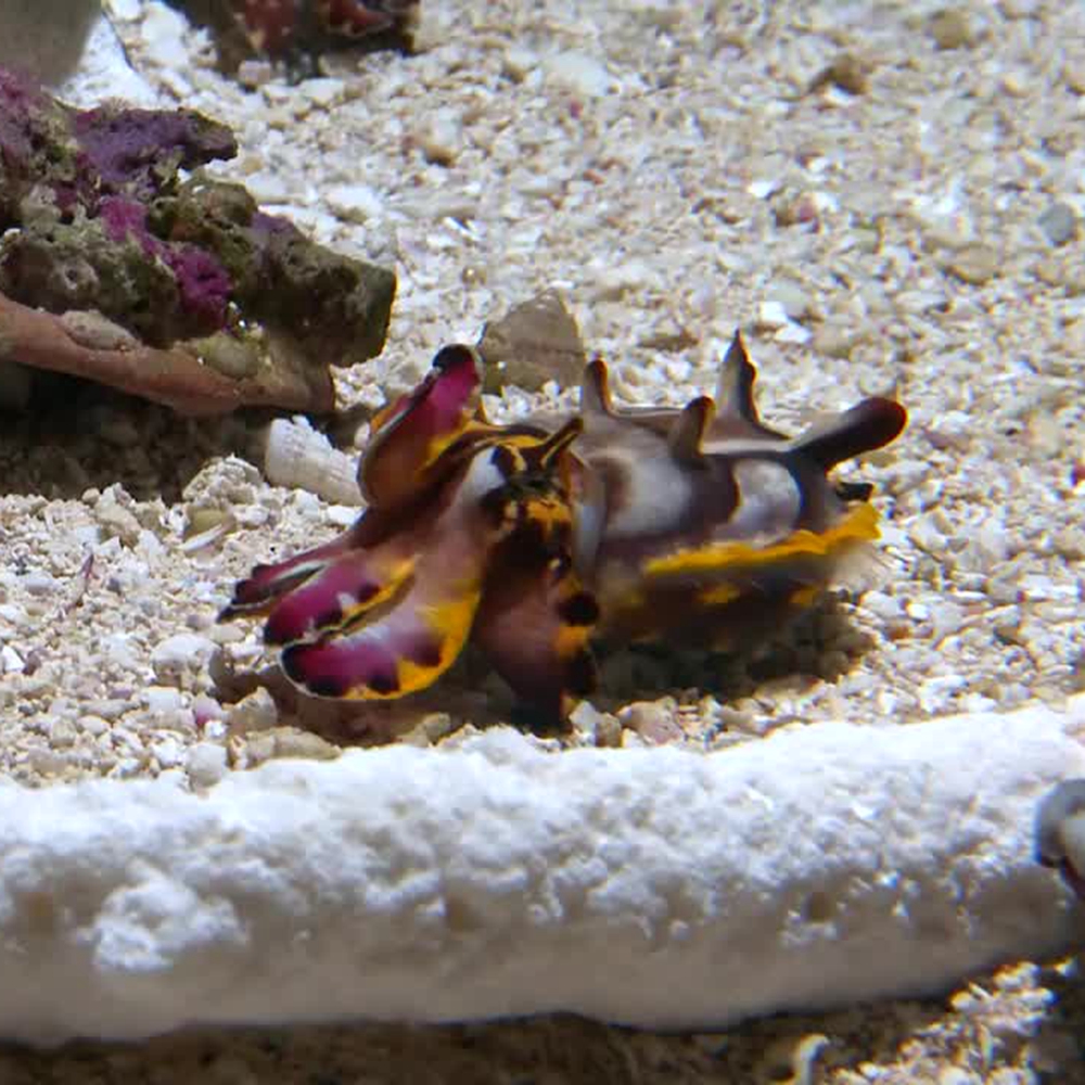 火焰乌贼 海洋生物活体 观赏鱼 海水鱼缸物种  水族 运损包赔墨鱼 宠物/宠物食品及用品 鱼 原图主图