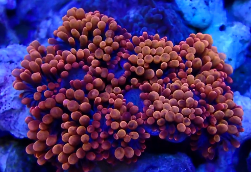 红泡泡菇 海水缸活体珊瑚红泡菇 海水鱼 海洋生物水族