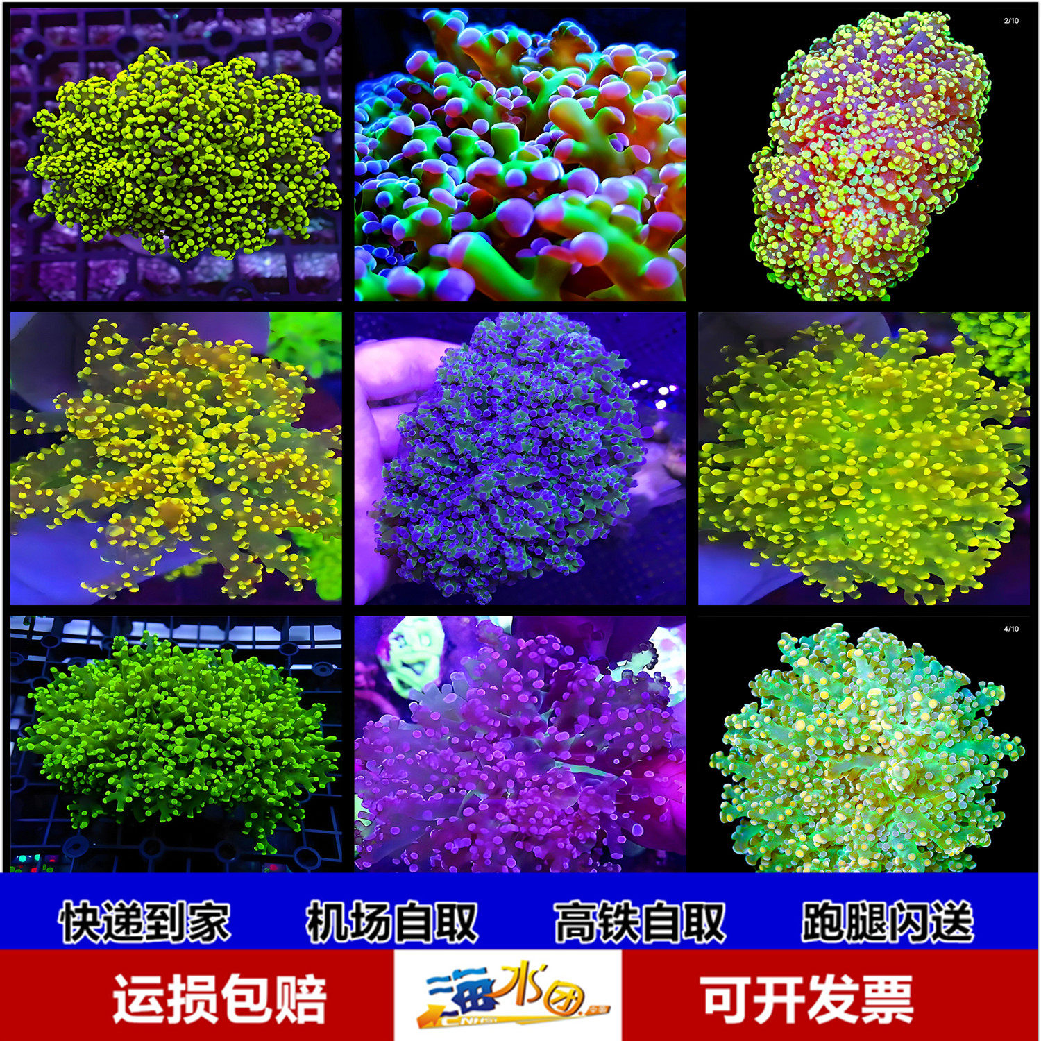蛙卵珊瑚花瓶金绿橙粉双色澳洲提子荧光卵活体海水鱼珊瑚活体顺丰