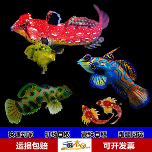 五彩青蛙金翅火麒麟圆点皇冠青蛙海水鱼缸活体小丑开口养定已检疫