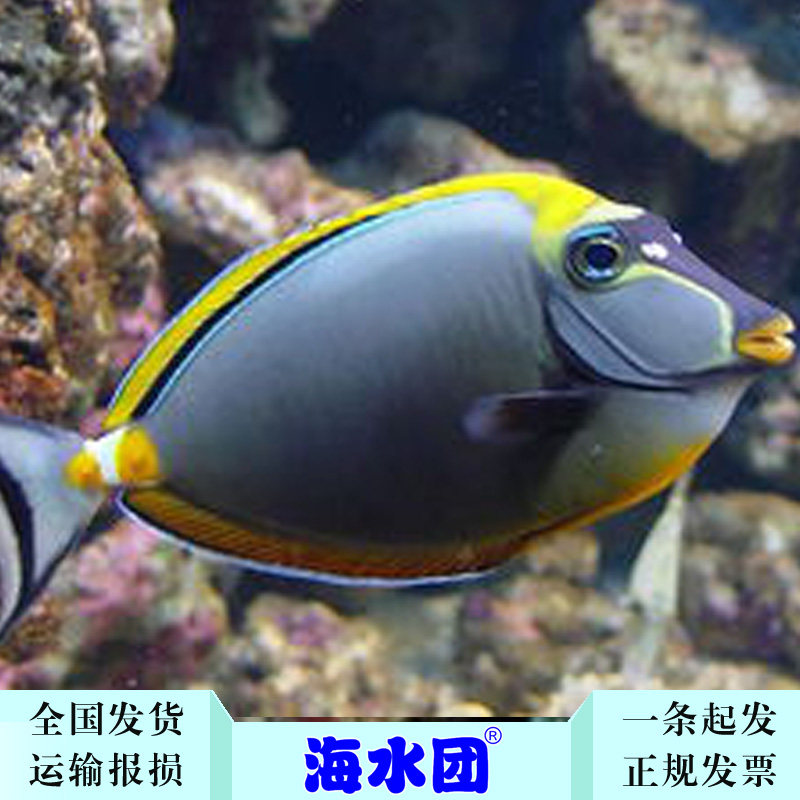 快递到家-运损包赔-金毛吊-海水鱼生物活体-海缸萌宠-颗粒