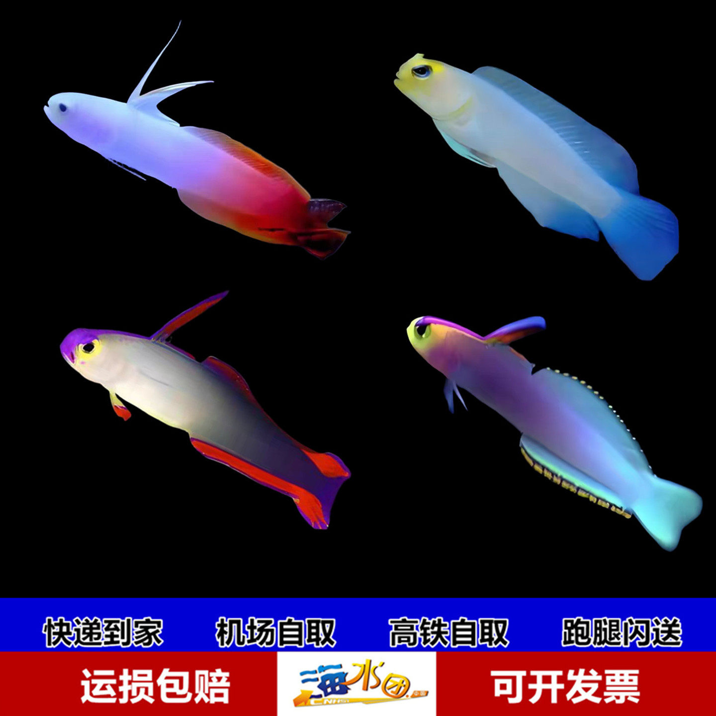 红雷达 双色雷达 紫雷达 紫玉雷达 大帆鸳鸯 海水观赏鱼活体 顺丰