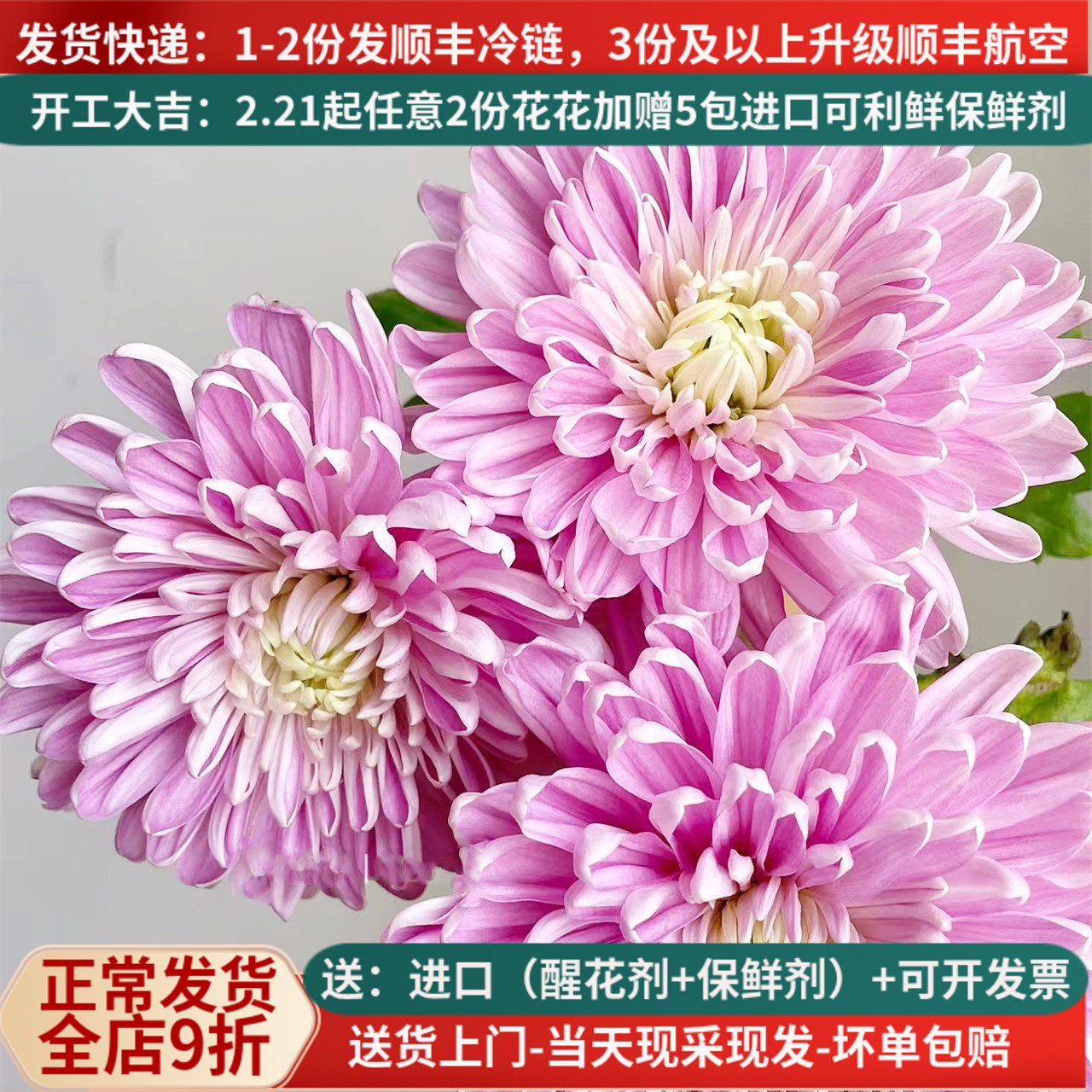 安娜菊-烟花菊-面包菊-基地直发