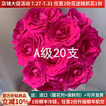 A级玫瑰佛洛依德云南鲜切花昆明基地斗南鲜花直发玫红色弗洛伊德