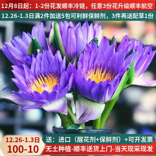 紫色睡莲鲜花花束10支带花苞水养室内云南直发直批昆明花卉市场