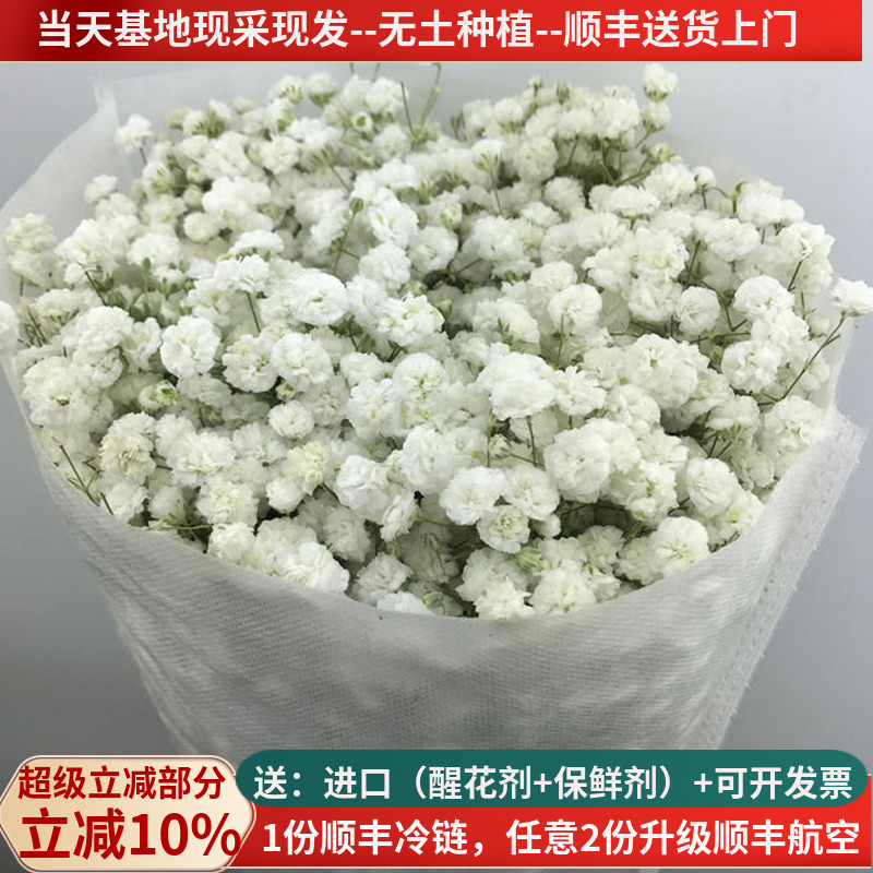 新鲜满天星鲜花教师节花束顺丰