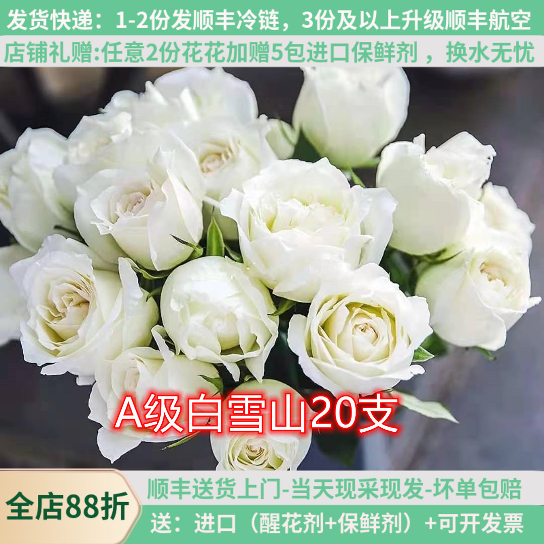 A级白雪山玫瑰鲜切花白色大花云南基地自发直批婚礼昆明斗南直供