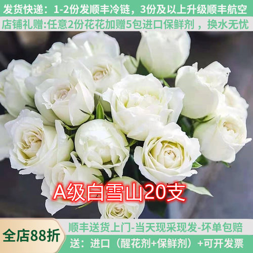 A级白雪山白玫瑰，当天采摘发货