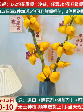 黄金福禄果鲜切枝云南鲜花基地直发花卉市场五代果秋天果实年宵花