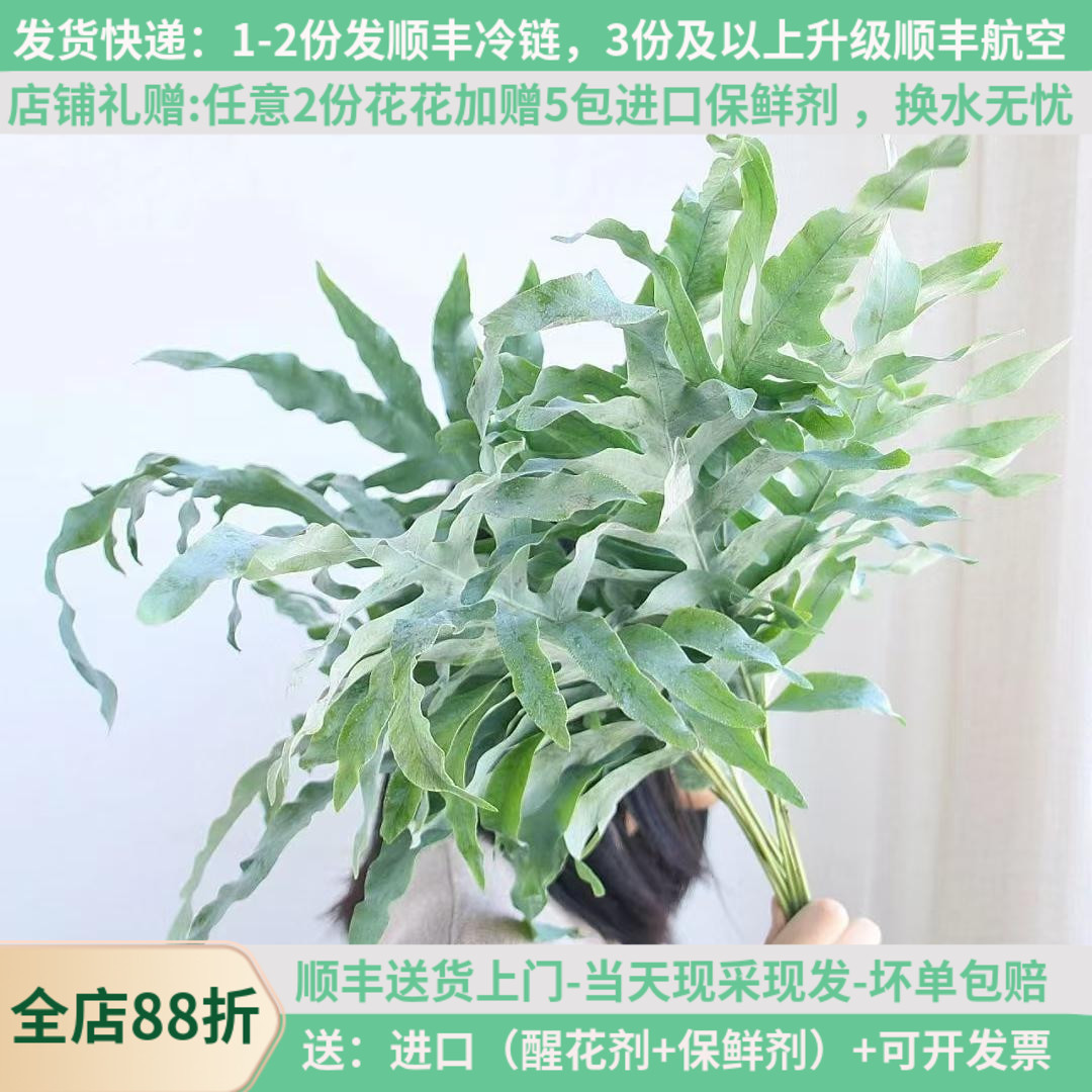 新鲜网红叶高性价比顺丰
