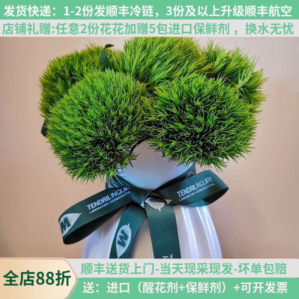 绿毛球绿色鲜花云南昆明基地直发斗南家用水养直批家用插花客厅卧