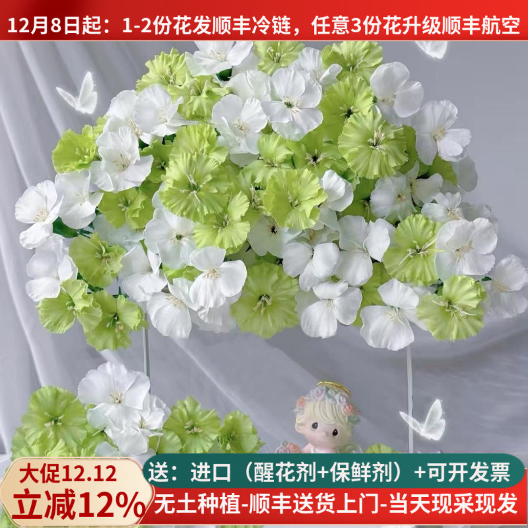 稀有多头康娑罗蜜儿多色可选