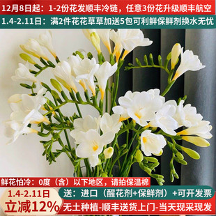 香雪兰办公室插花鲜花花卉绿植昆明云南基地直发水养直供小苍兰