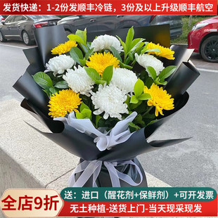 清明花束鲜菊花插花黄白大菊花鲜花直批直供云南基地昆明家用水养