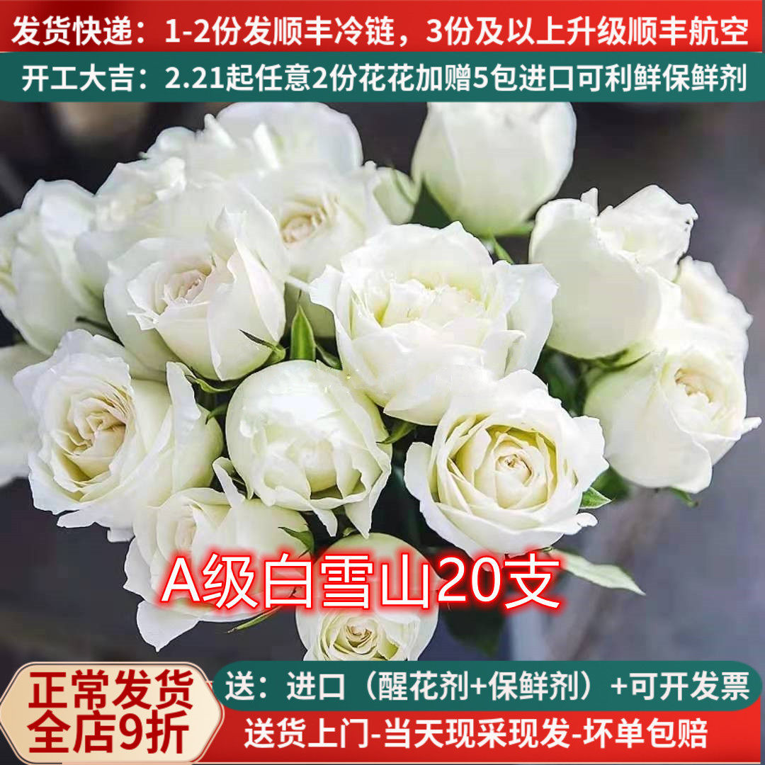 A级白雪山玫瑰鲜切花白色大花云南基地自发直批婚礼昆明斗南直供