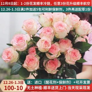 A级爱莎玫瑰鲜花云南昆明市场基地直发直批 发家用水养真花空运粉