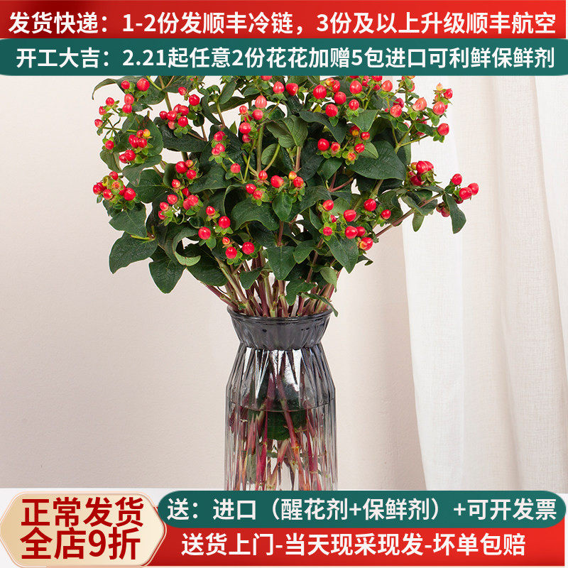 相思豆红豆年宵花云南基地直发