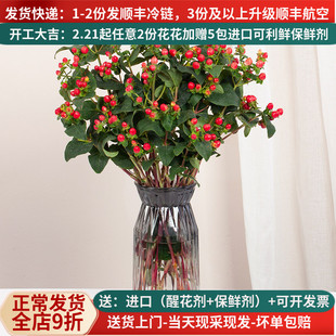 红豆花束红相思豆鲜花云南直发直批家用新年基地斗南花市花卉市场