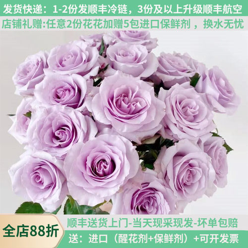 梦幻浪漫紫色A级海洋之歌顺丰
