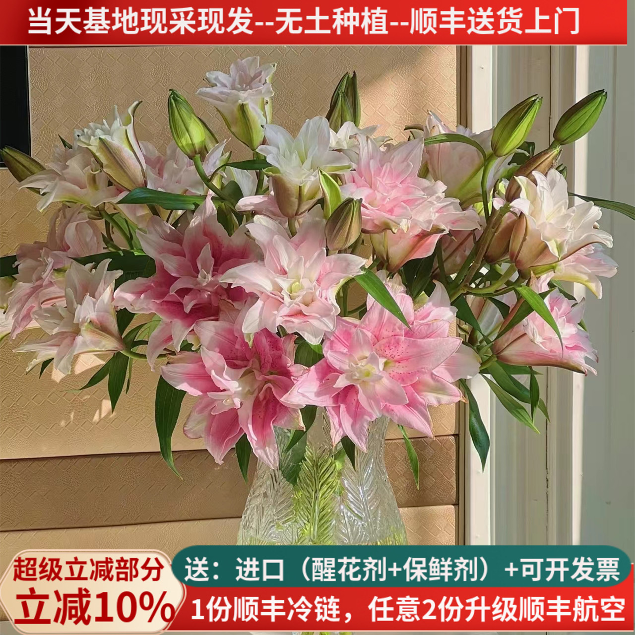 重瓣香水百合伊莎贝拉顺丰包邮