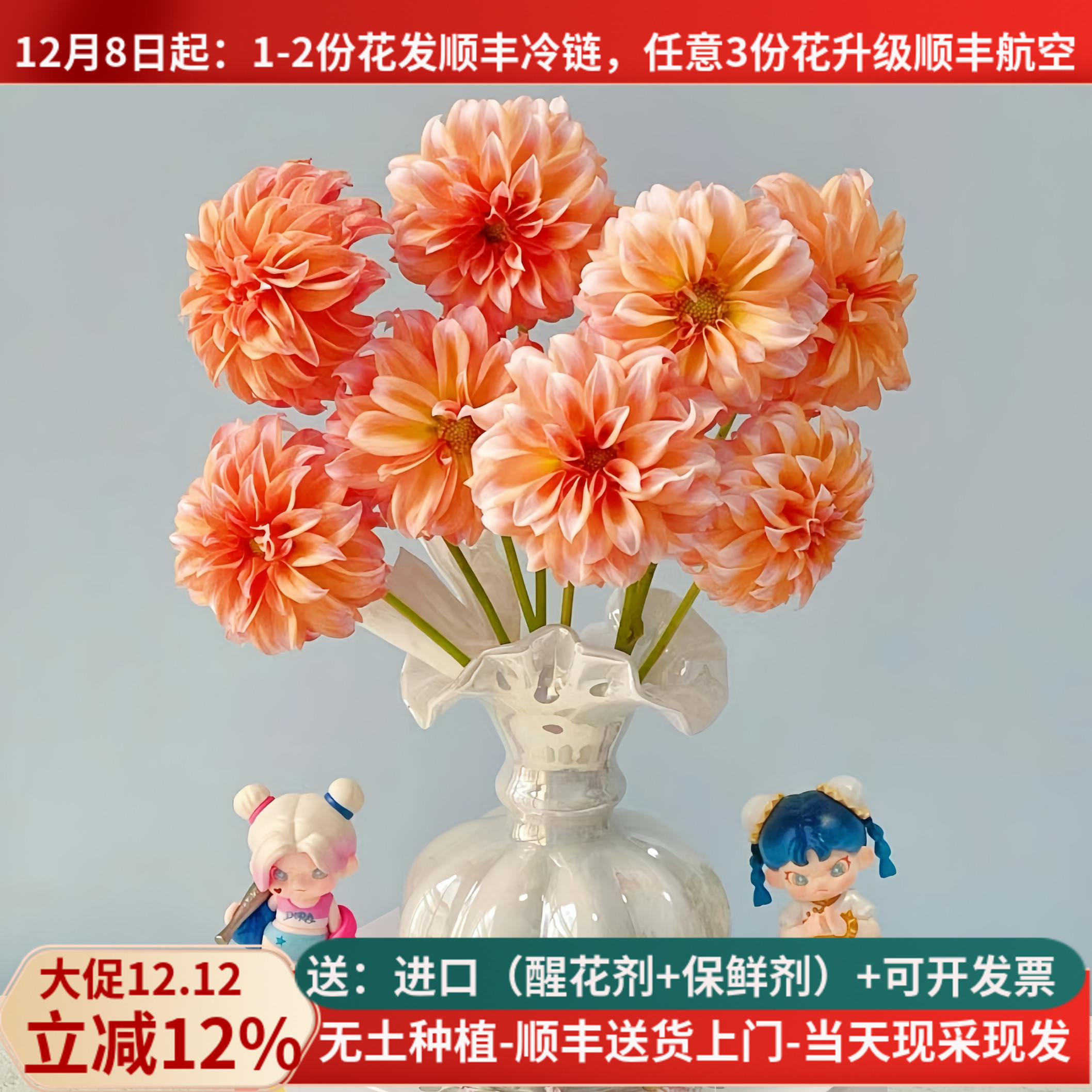 稀有大丽花奶油桃子5支