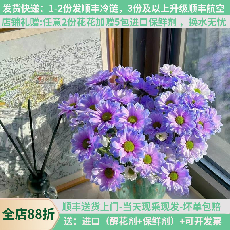 稀有鲜花吸色小雏菊极光紫云南昆明斗南市场基地直发顺丰真花新鲜