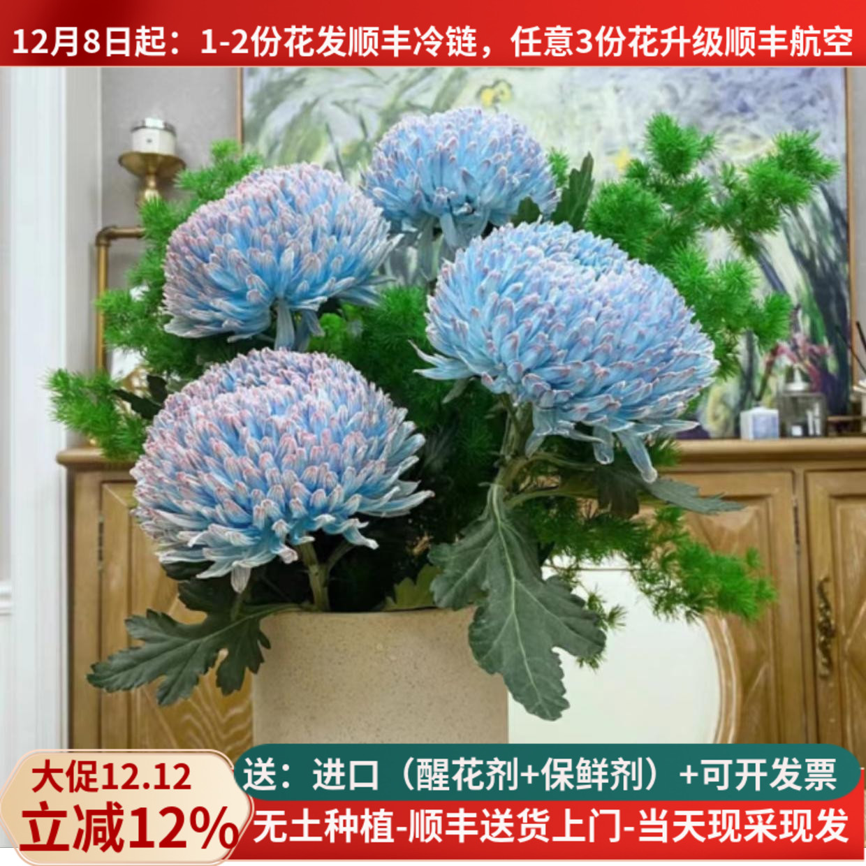 人间富贵花牡丹菊5支花期长