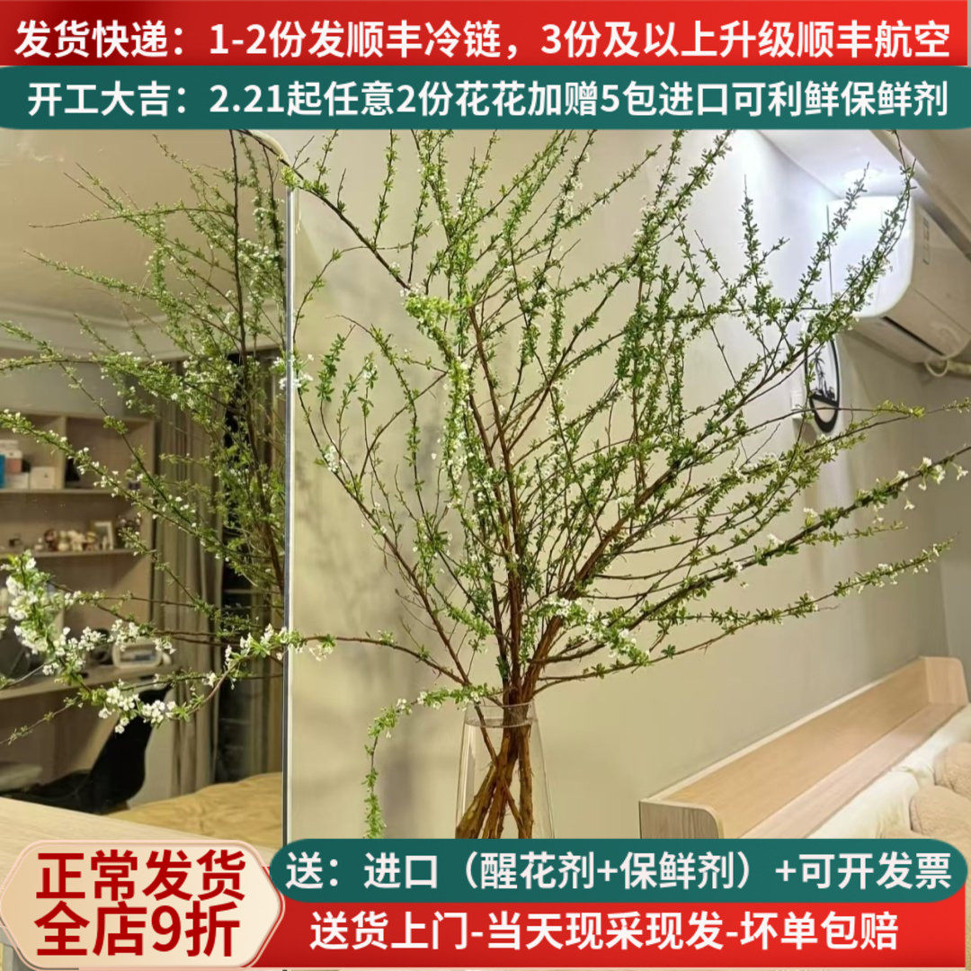 雪柳鲜枝云南鲜花基地直发斗南花卉市场家用插花束真花水养带花苞