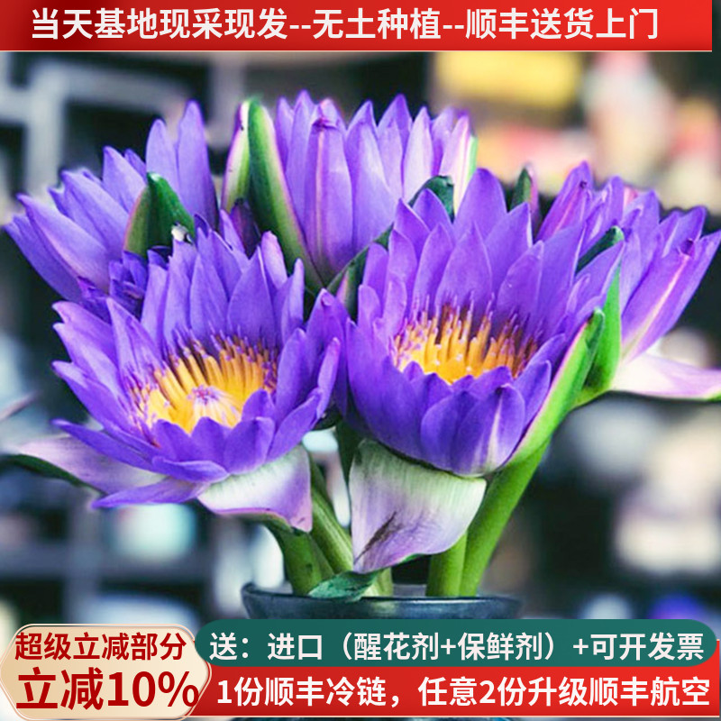 禅意鲜花睡莲紫-粉-黄色基地直发