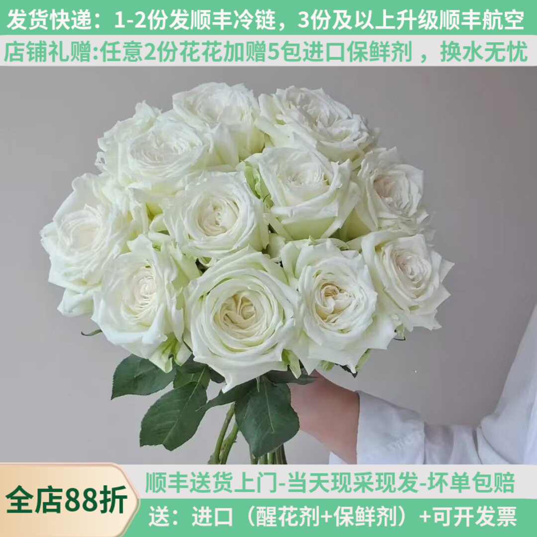 大花坦尼克白玫瑰有香味顺丰图片