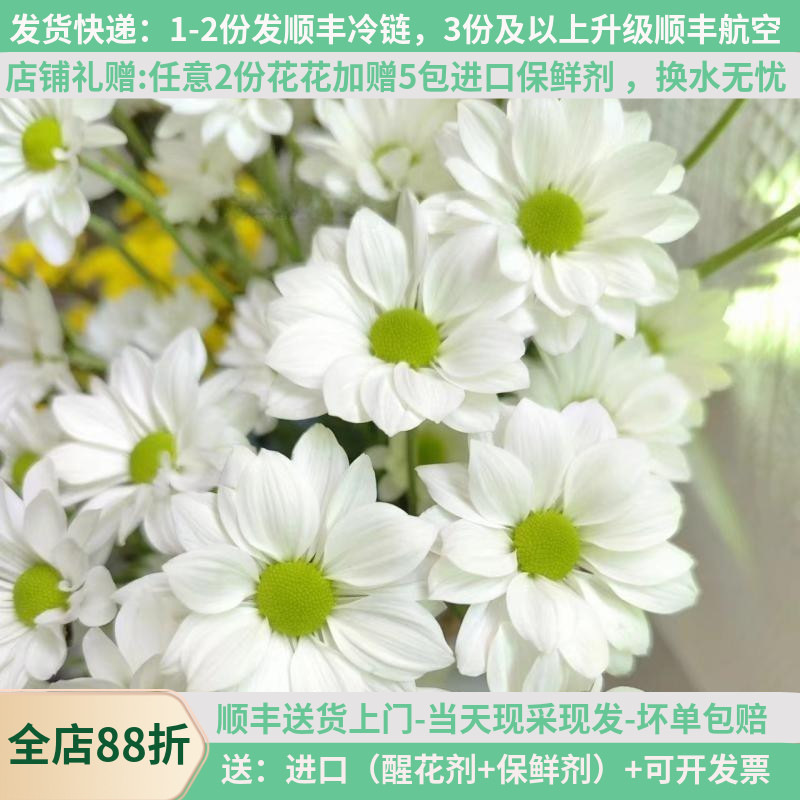 小雏菊白色三文鱼当天采摘花期长