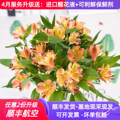 水仙百合鲜花六出花云南斗南花市花卉直发直批花束家用水养插花