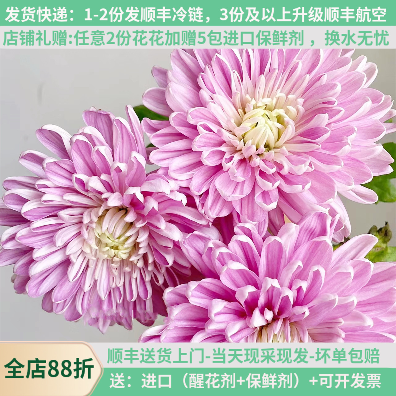 安娜菊-烟花菊-面包菊-基地直发