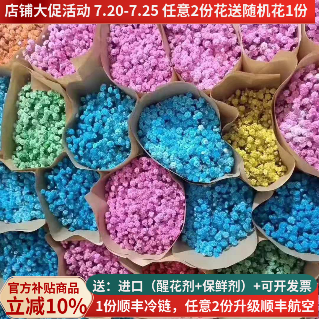斗南基地直发满天星鲜切花彩色