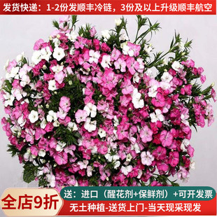 相思梅鲜花云南直发直批家用插花水养基地斗南花市花卉花束