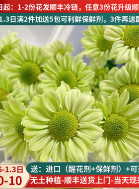 鲜花抹茶小雏菊小邹菊云南昆明斗南基地直发新鲜水养插花花束真花