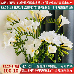 香雪兰办公室插花鲜花花卉绿植昆明云南基地直发水养直供小苍兰