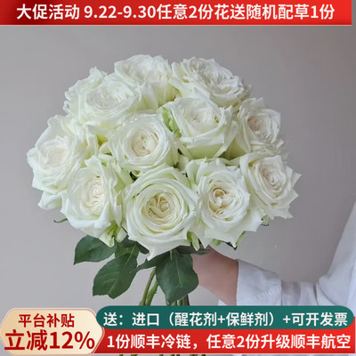 大花坦尼克白玫瑰有香味顺丰