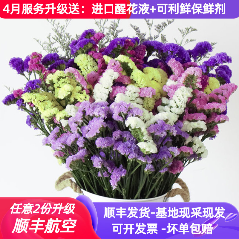 勿忘我干花花束满天星云南天然风干真花家居摆设客厅超大装饰混搭