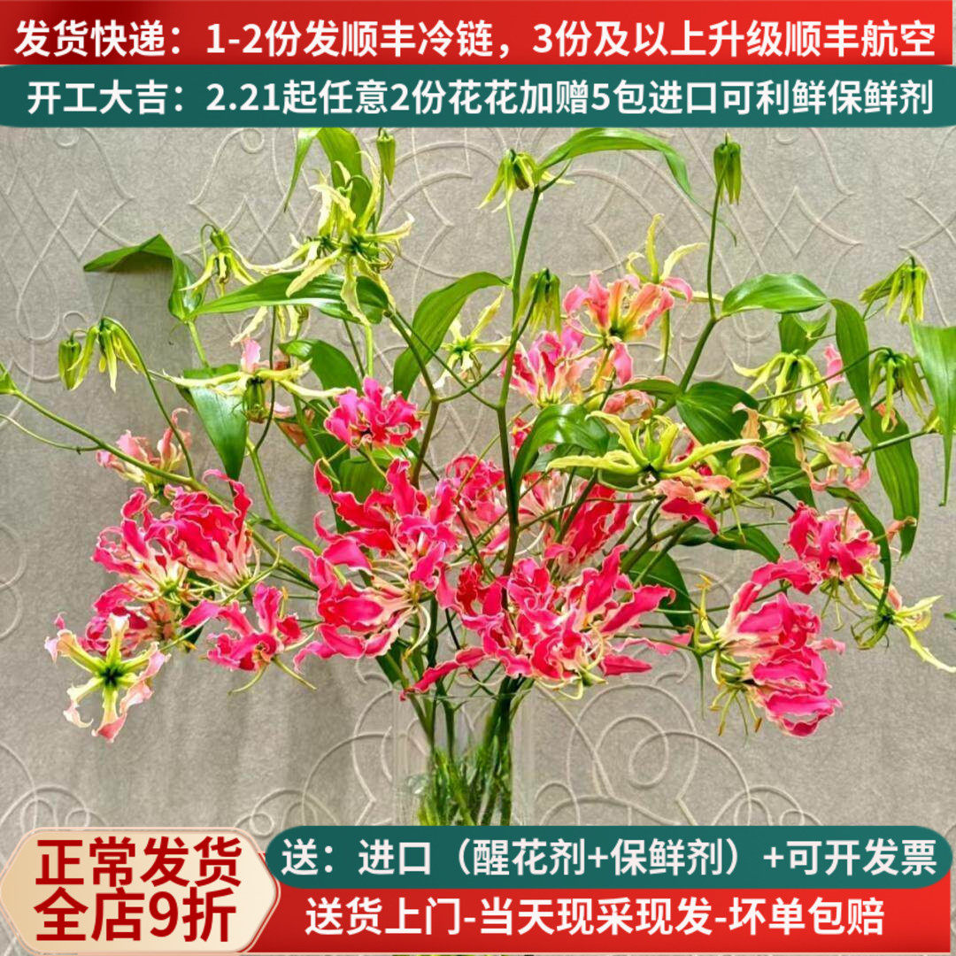 言选进口嘉兰百合高端花材