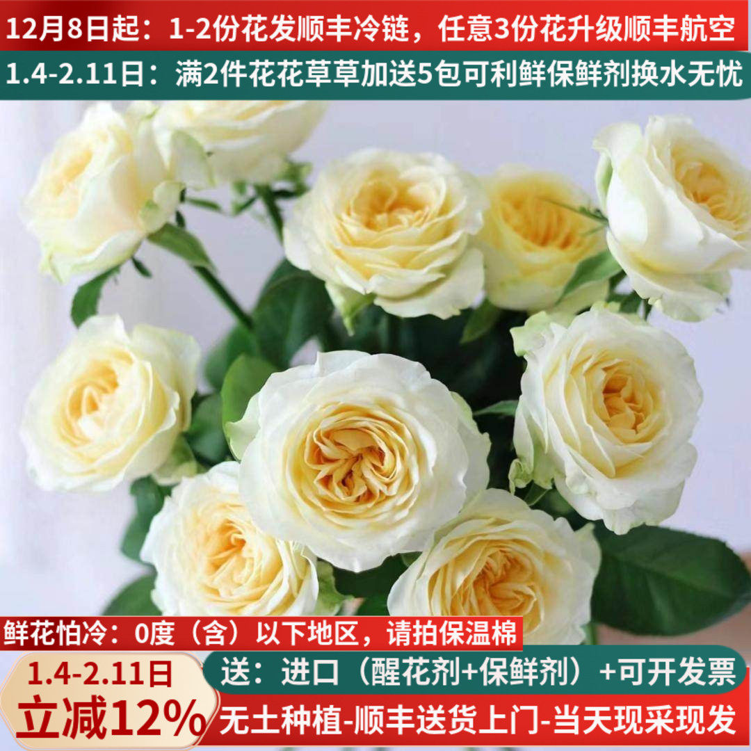 超大稀有玫瑰鲜切花奶油杯粉荔枝调香师倾心云南基地直发水培鲜花,鲜花速递/花卉仿真/绿植园艺,花材,淘宝优惠券,粉丝福利购,淘宝优惠卷