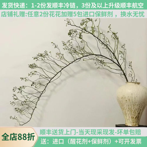 诗意山野山归来花期超长