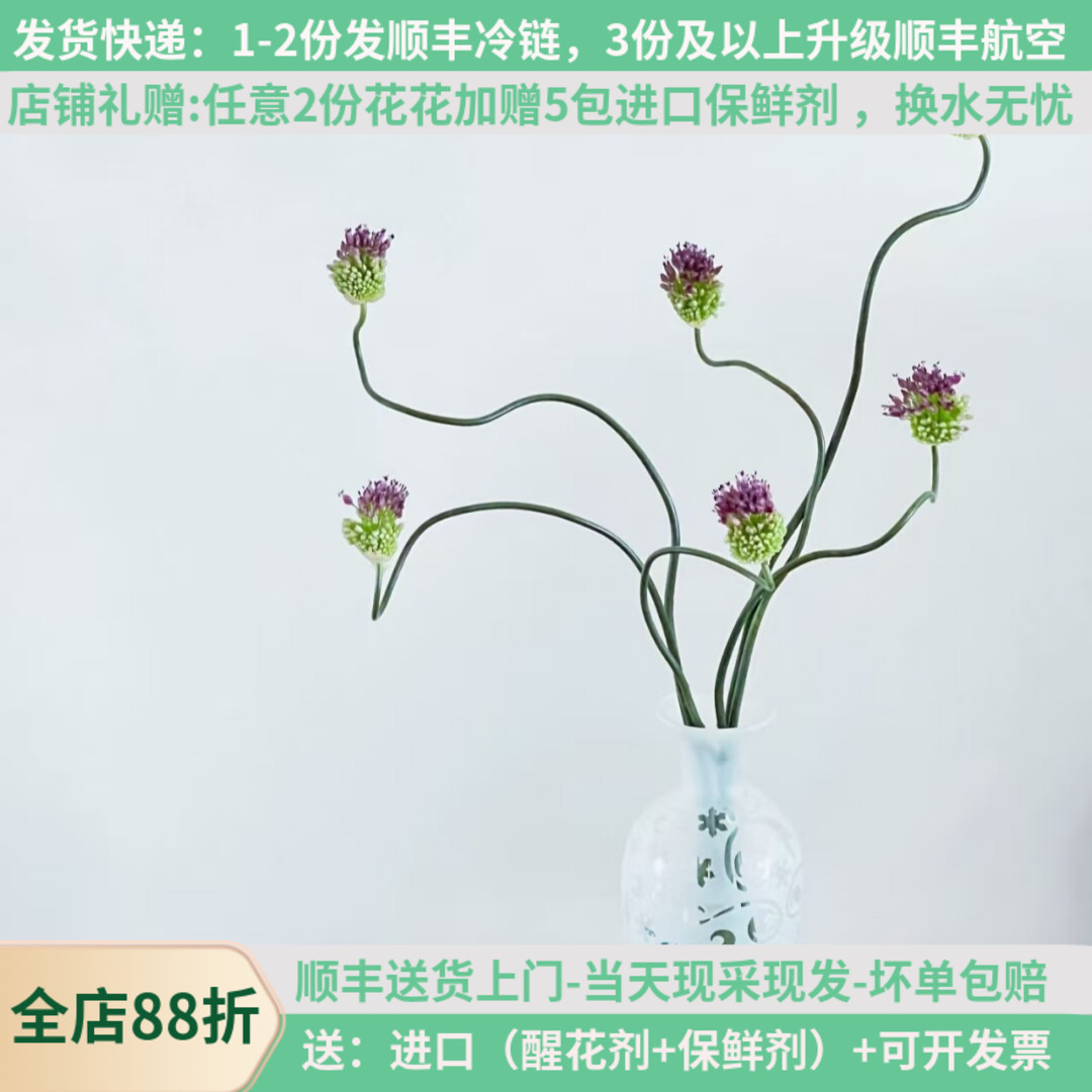 花期超长进口弯葱顺丰发货