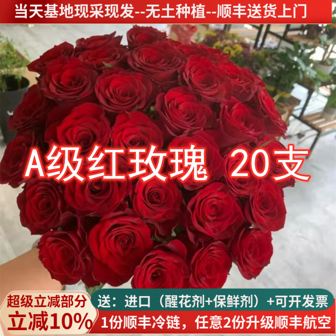 大花红玫瑰鲜花高原红传奇春节