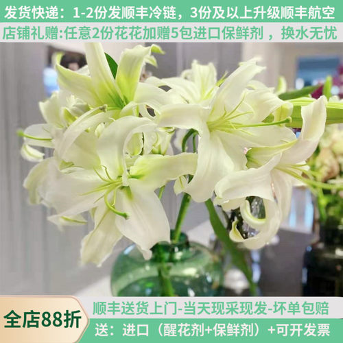 西比利亚香水百合花白云南昆明