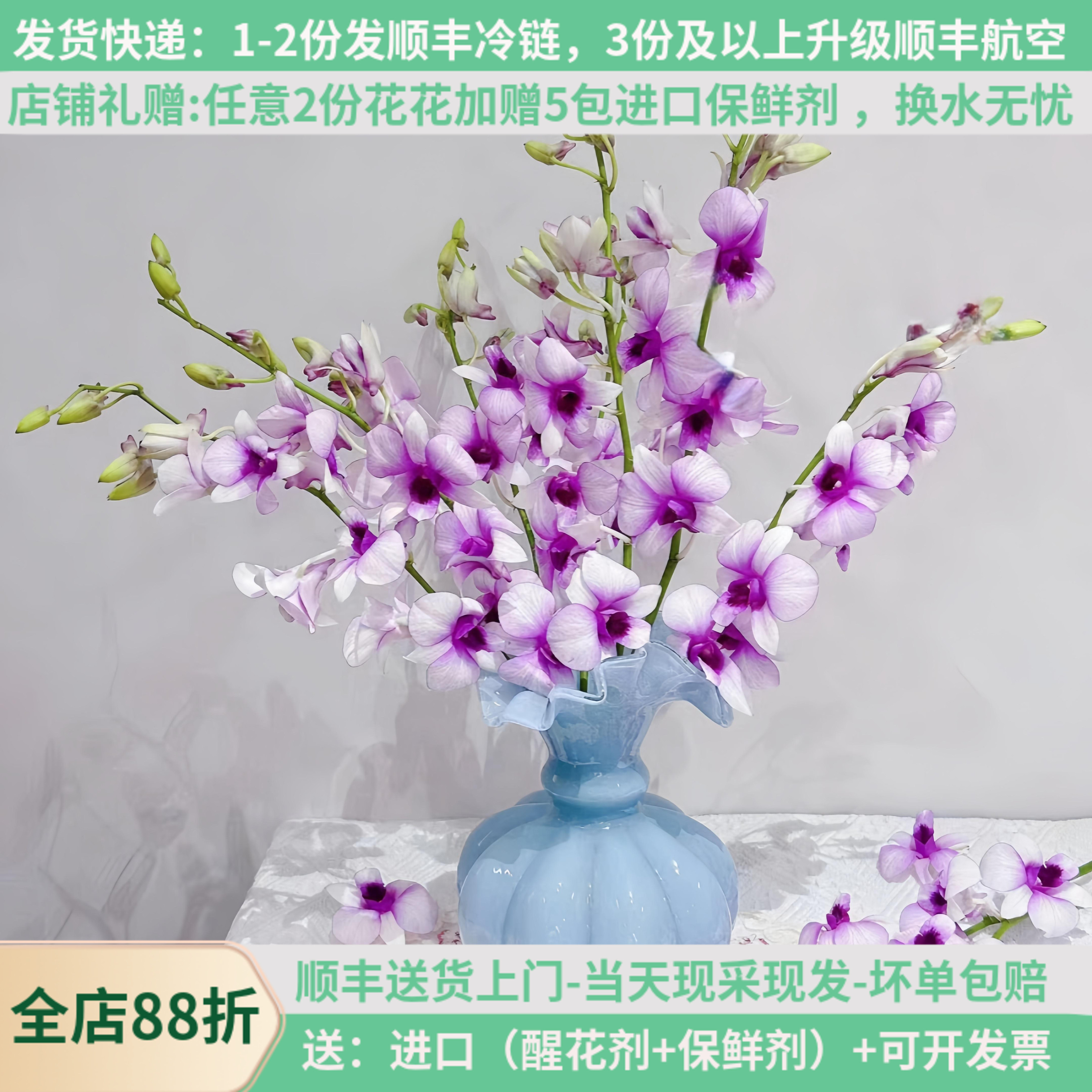 稀有进口洋兰胡姬兰，花期长